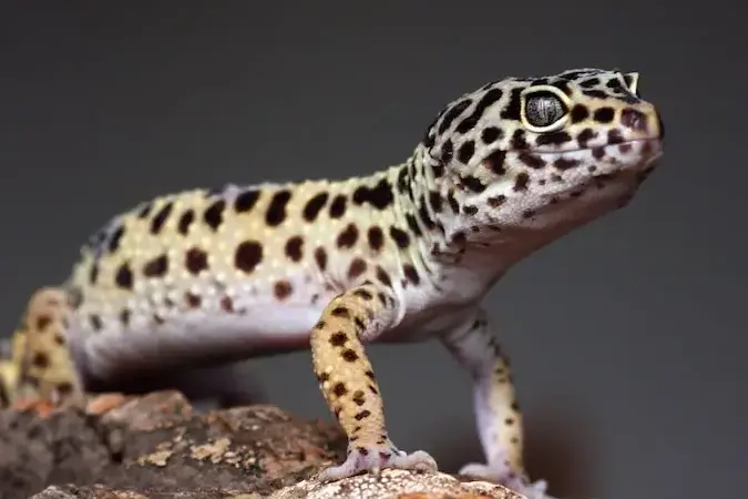 can a male and female leopard gecko live together
