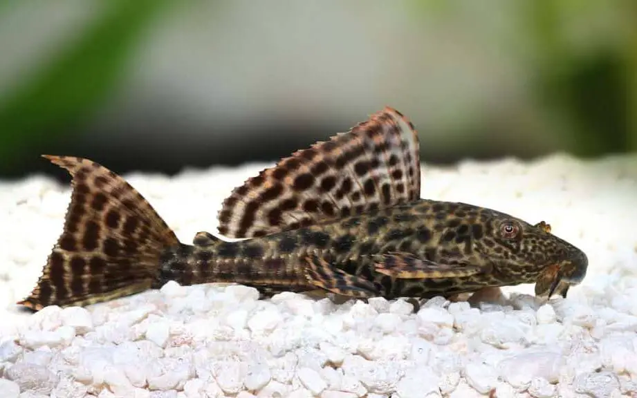 can a plecostomus live with a betta fish
