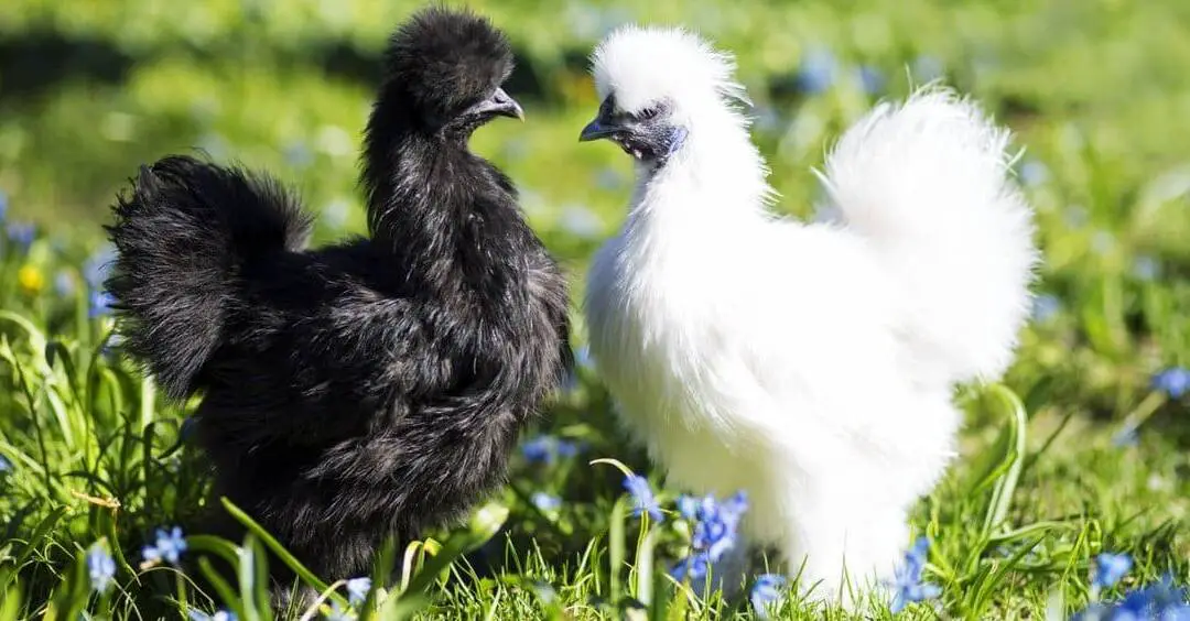 can bantam chickens live with regular chickens