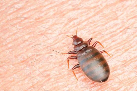 can bed bugs live in your car during the summer