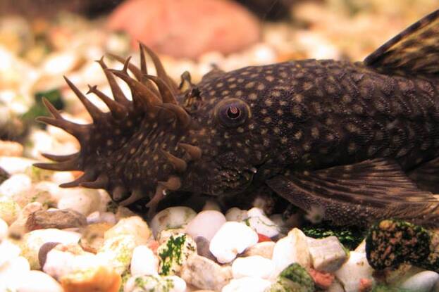 can bristlenose catfish live in cold water