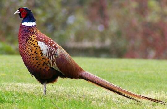Can chickens and pheasants live together?