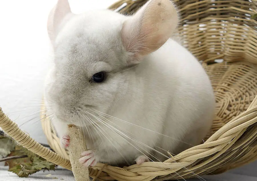 can chinchillas and rabbits live together