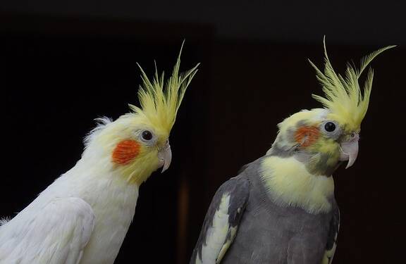 can cockatiels and parakeets live together