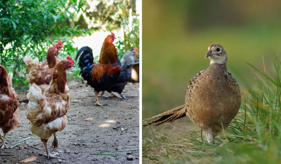 can different breeds of chickens live together