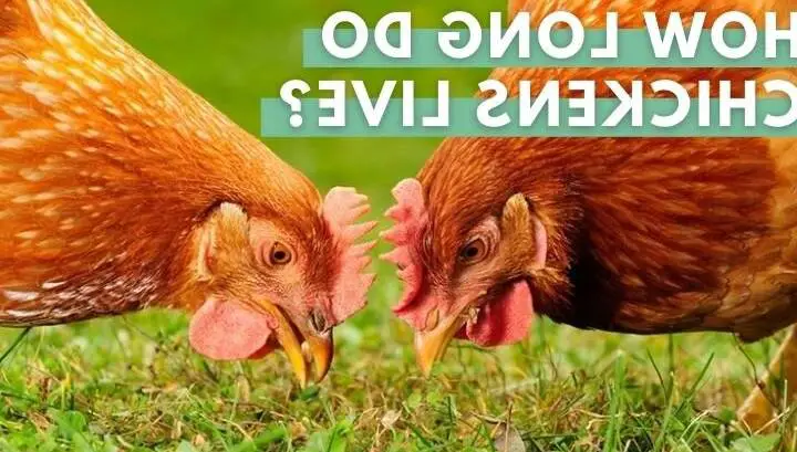 can different chicken breeds live together
