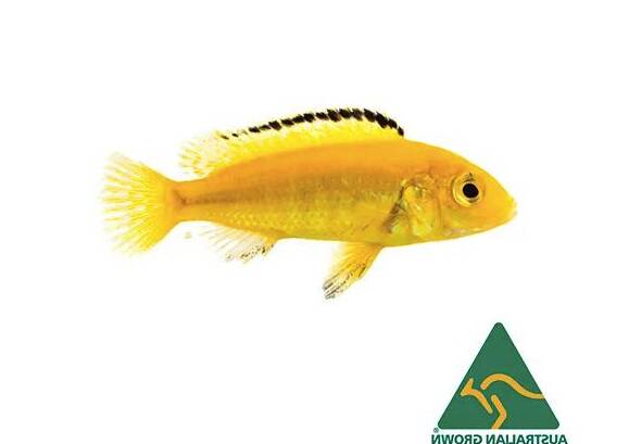 can electric yellow cichlids live with guppies