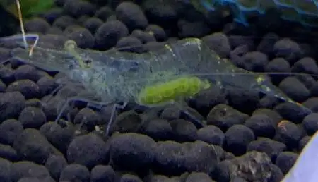 can ghost shrimp live with cherry shrimp