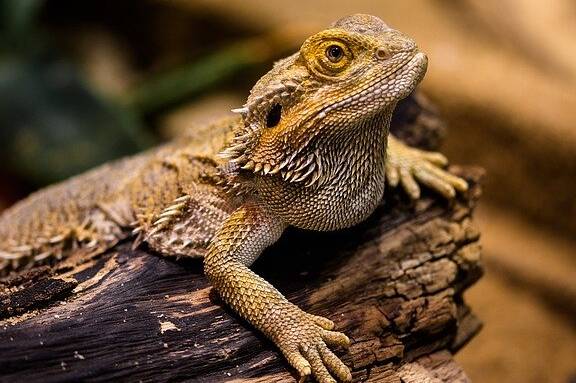 can leopard geckos and bearded dragons live together