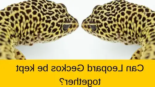 can male and female leopard geckos live together