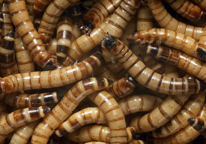 can mealworms and superworms live together