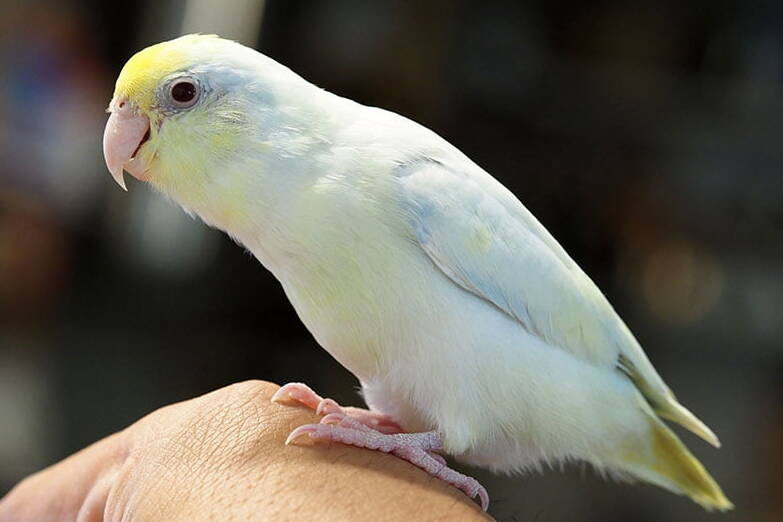 can parakeets and cockatiels live in the same cage