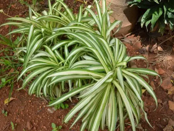 can spider plants live outside during the winter