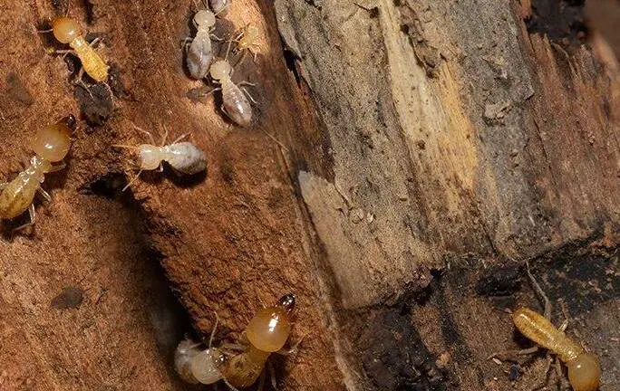 can subterranean termites live above ground
