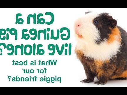 can two unneutered male guinea pigs live together