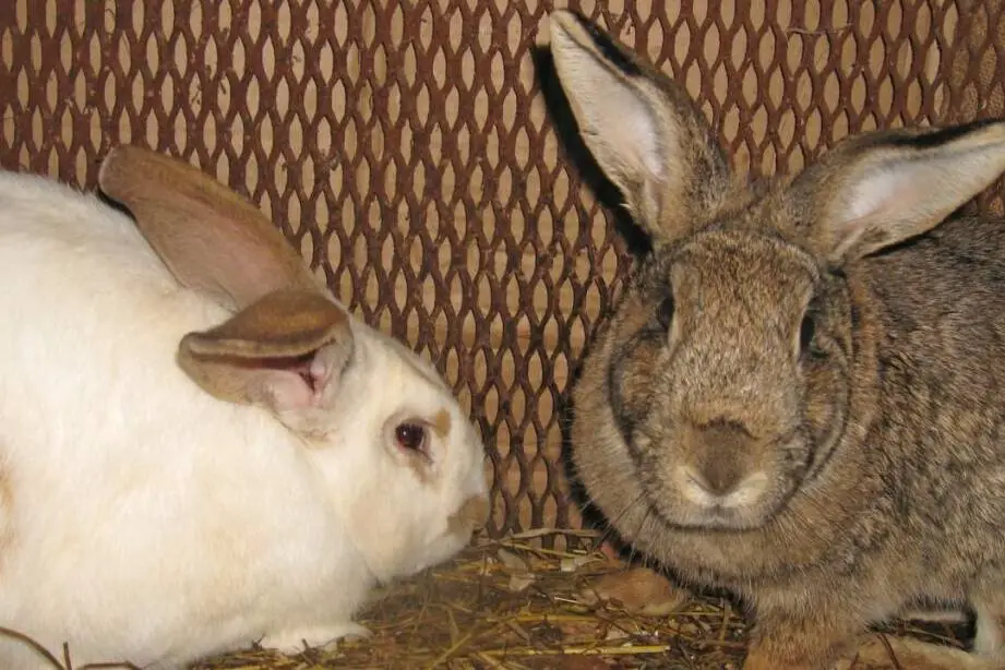 can unneutered male and female rabbits live together