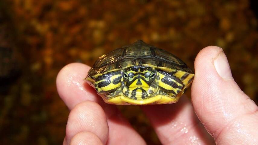 can yellow bellied sliders live in cold water
