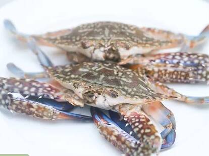 can you freeze live crabs and cook them later