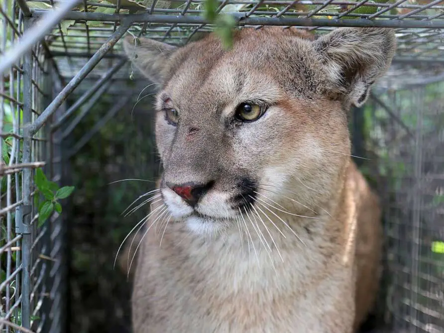 cougars which can live in many climates are skilled hunters
