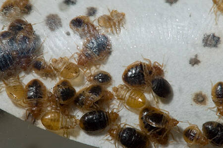 how long can a bed bug live without feeding