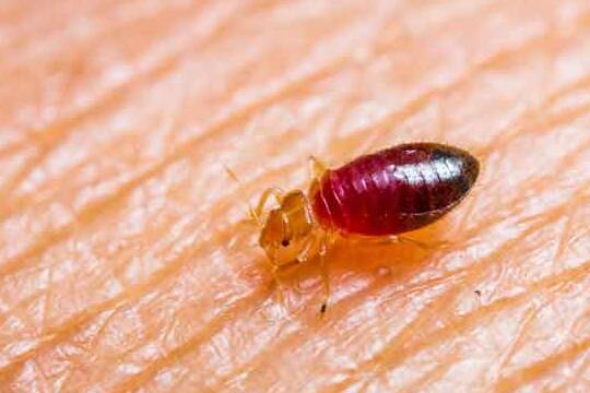 how long can a bed bug live without food