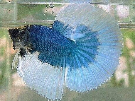 How long can a betta fish live in tap water?