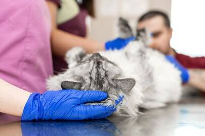 how long can a cat live with a ruptured bladder