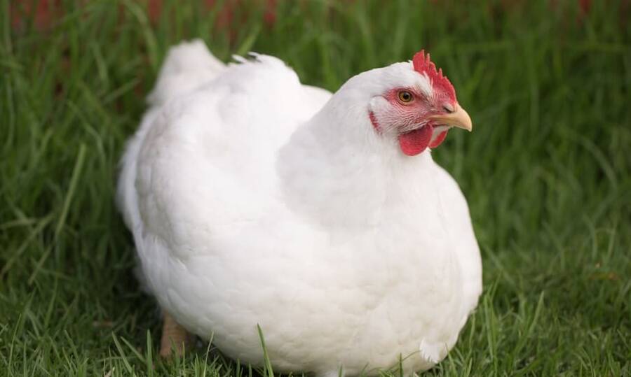 how long can a chicken live with water belly