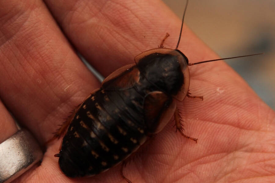 how long can a cockroach live in a vacuum