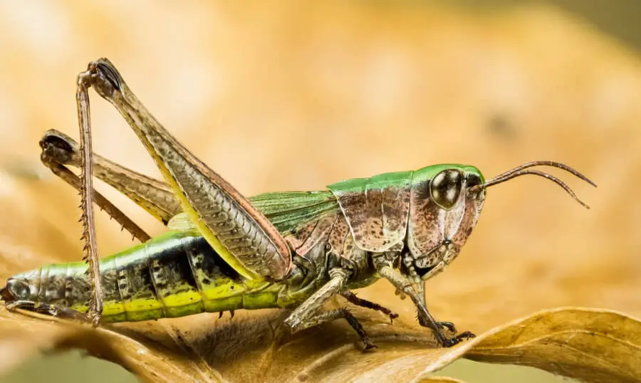 how long can a grasshopper live without food