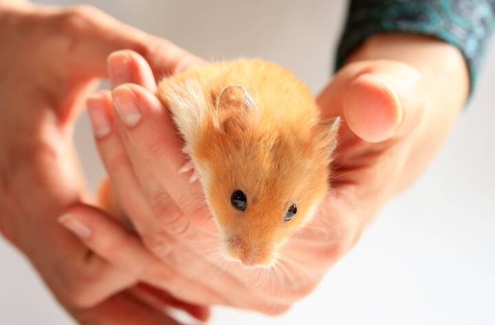 how long can a hamster live with a tumor