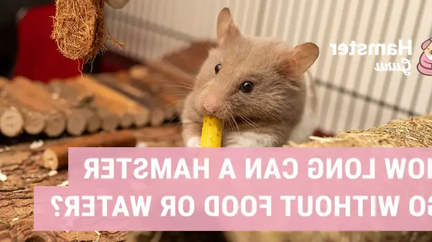 How long can a hamster live without water?