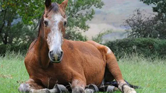how long can a horse live with squamous cell carcinoma