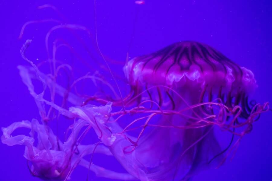 how long can a jellyfish live out of water