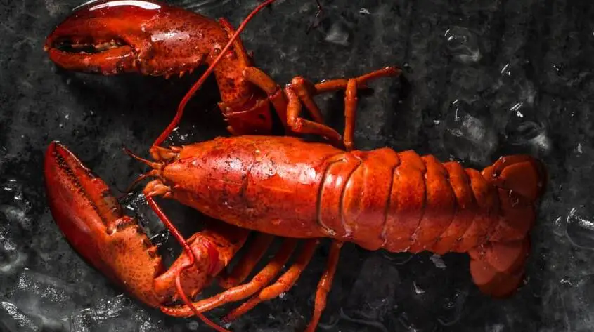 How long can a lobster live outside of water?
