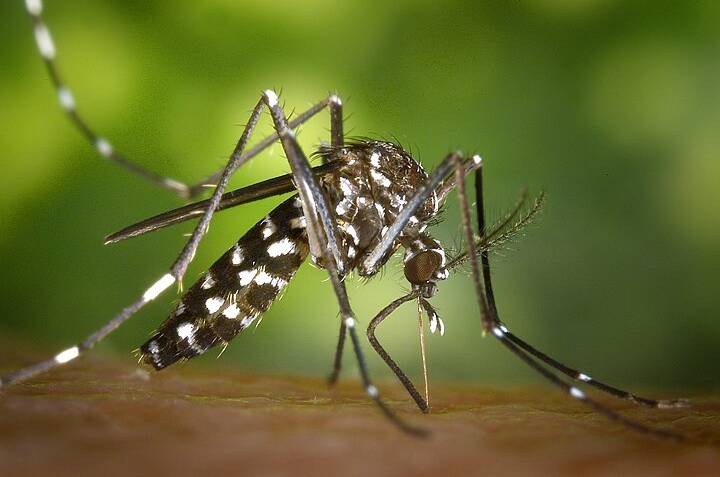 how long can a mosquito live without eating