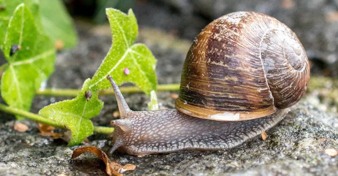 how long can a mystery snail live out of water