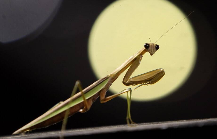 how long can a praying mantis live without food