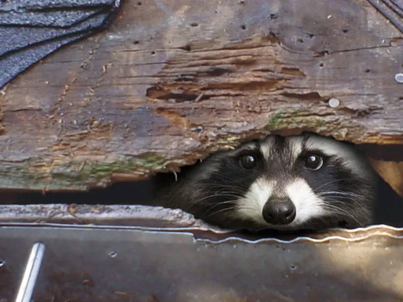 how long can a raccoon live without food