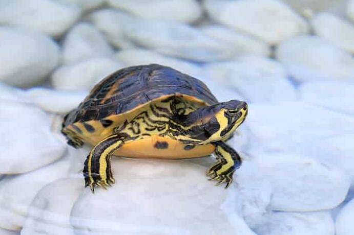 how long can a red eared slider live without food
