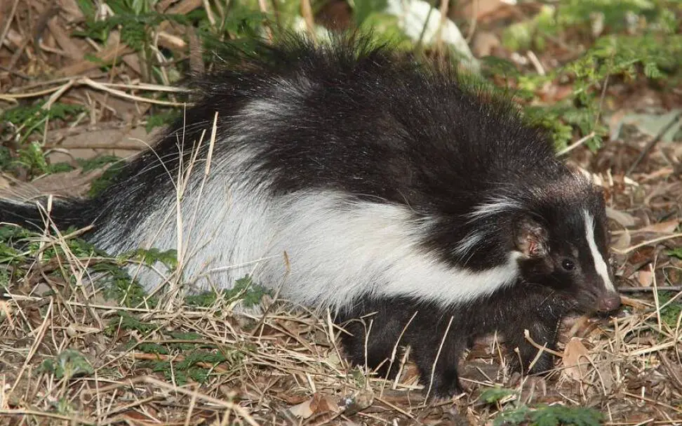 how long can a skunk live without food and water