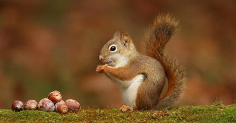 how long can a squirrel live without food and water