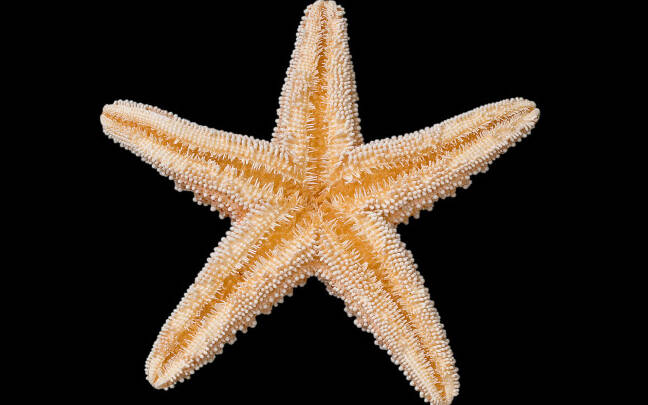 how long can a starfish live out of water