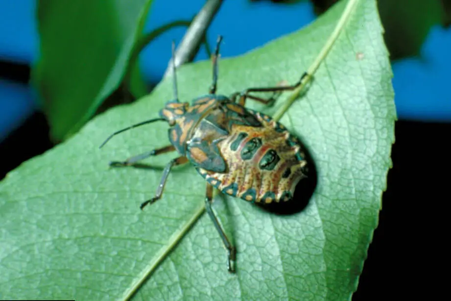 how long can a stink bug live without food