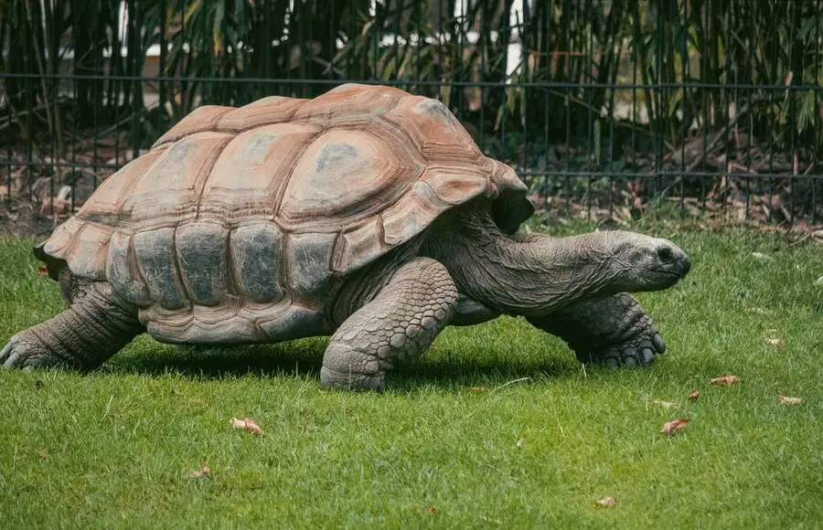 how long can a tortoise live without food