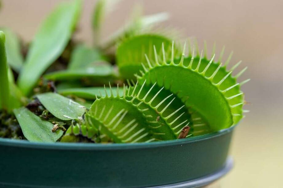 how long can a venus flytrap live without food