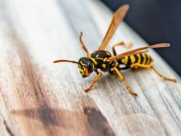 How long can a yellow jacket live without food?