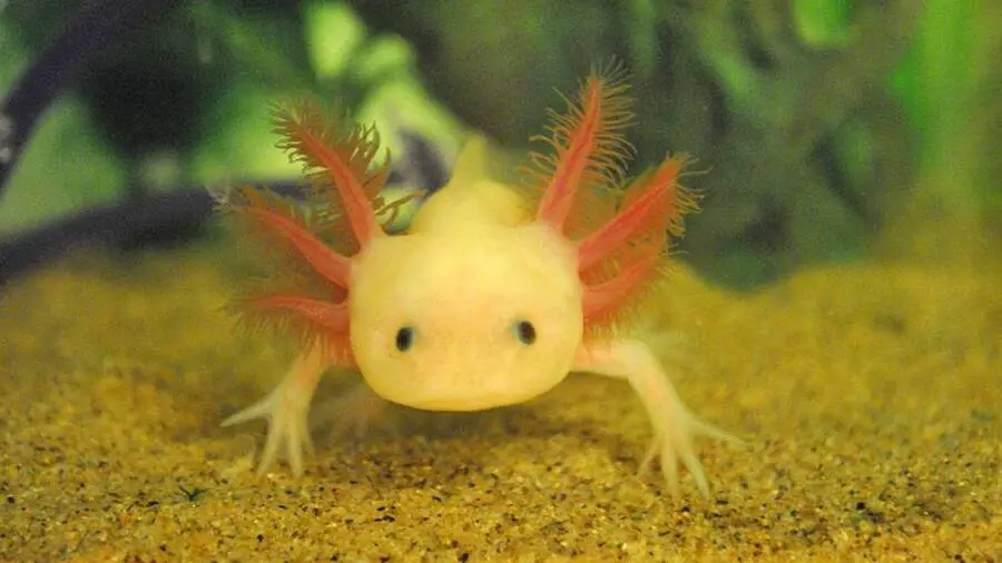 how long can an axolotl live out of water