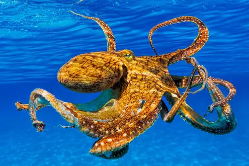 how long can an octopus live out of water