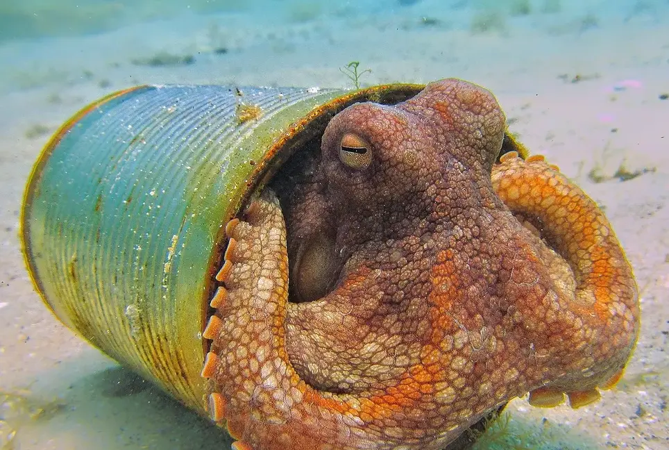 how long can an octopus live outside of water